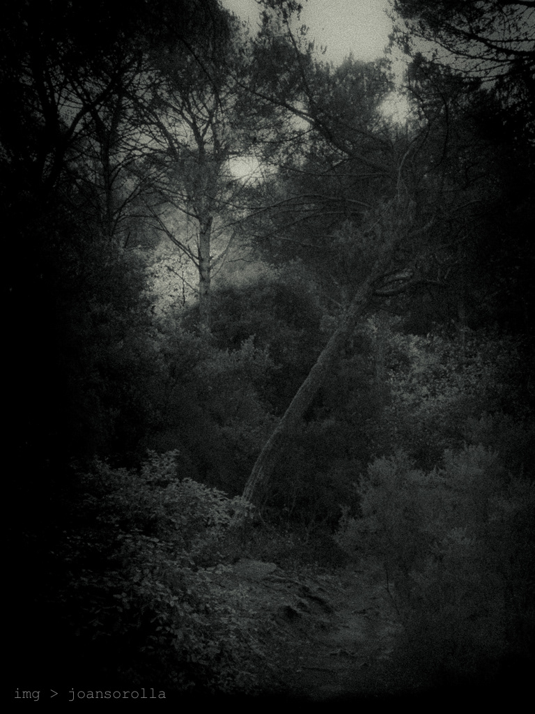 The Dark Forest trees forest bw woods darkness bosc La Roca catalonia