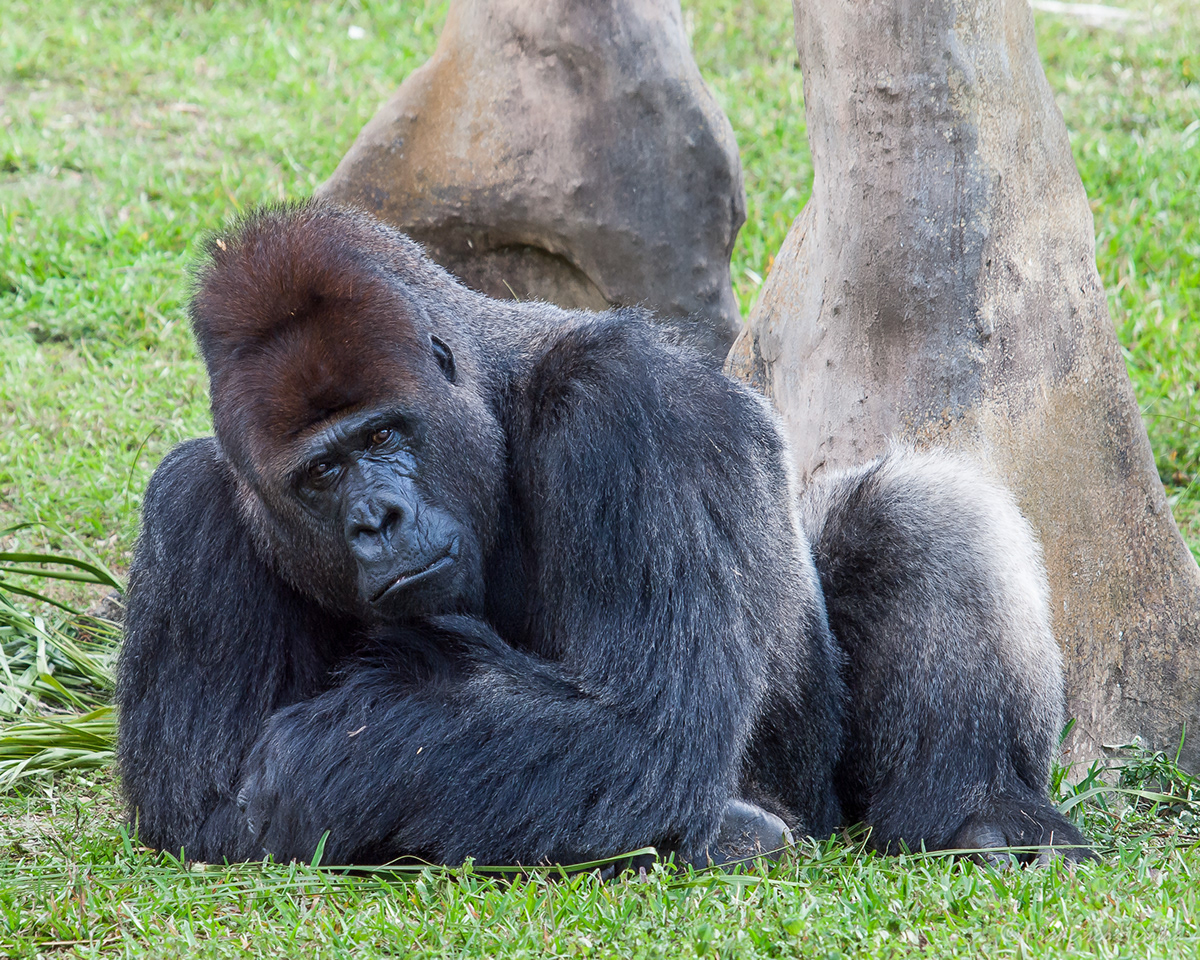 JJ  zoo miami Silverback gorilla