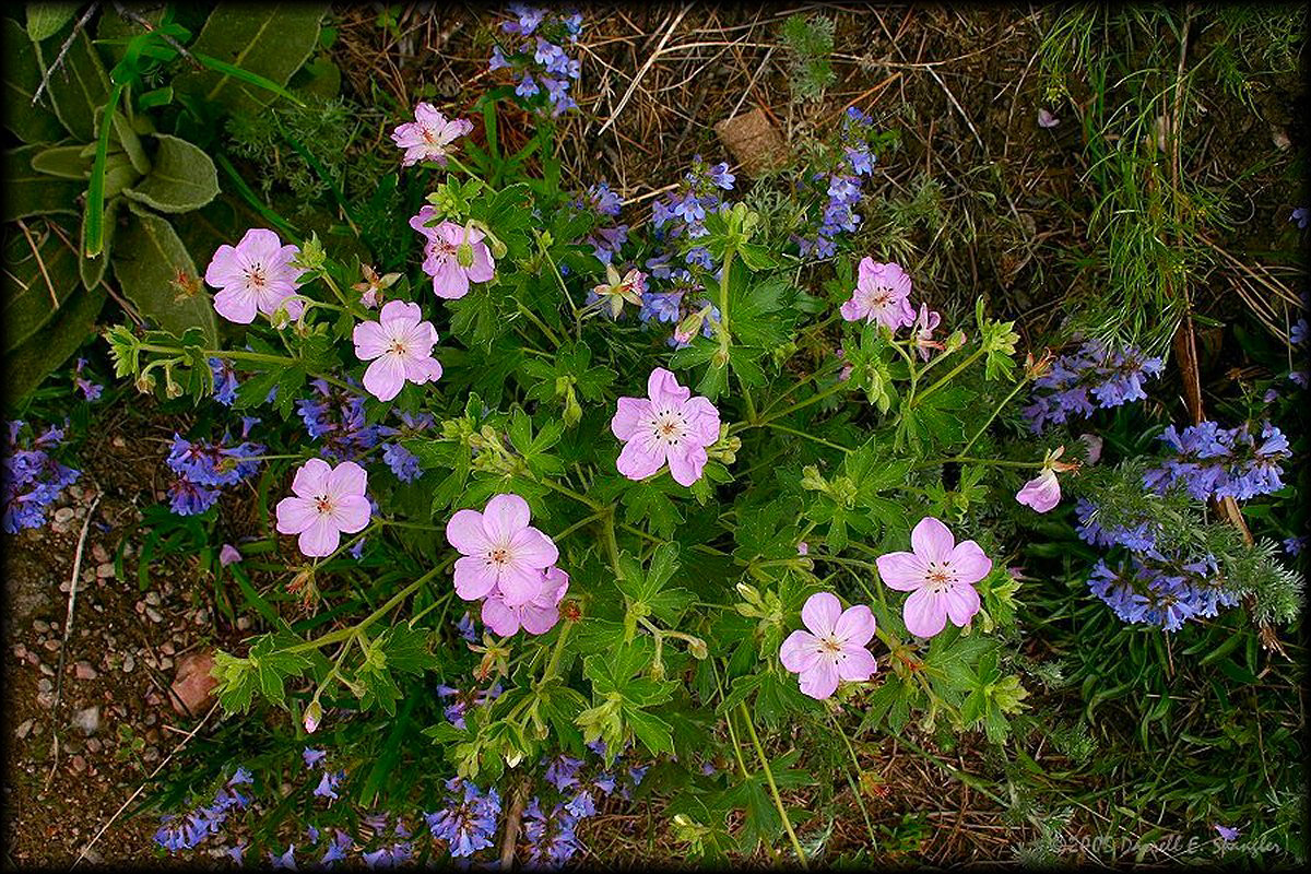 Colorado Rocky Mountain National Park Wildflowers