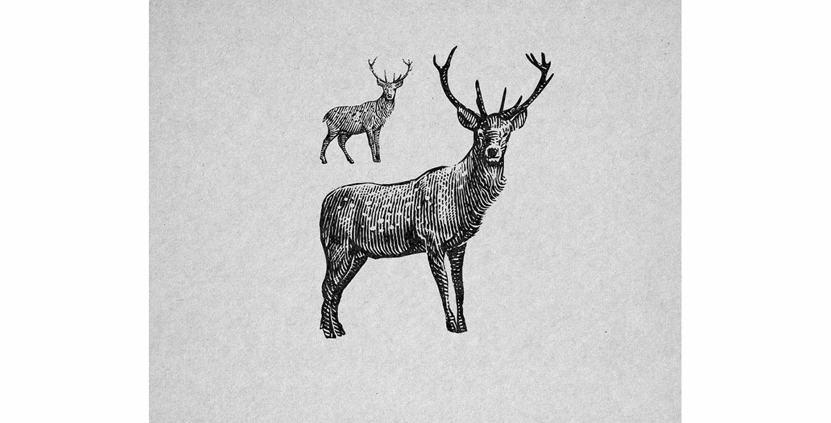 engrave animal ink rapidograph