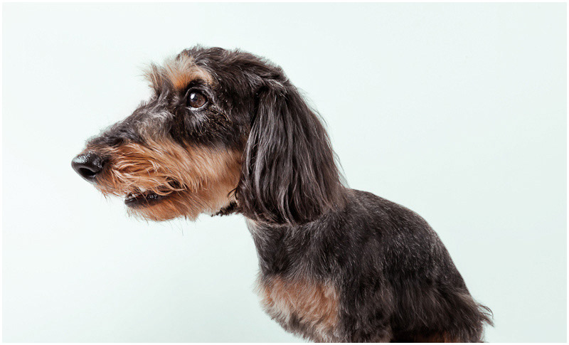 portrait photography Pet  dog Leica