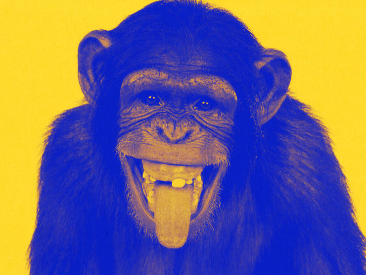 animal theanimal species chimpanzeee monkey pooping yearoftheanimals yearofthemonkey chinese zodiac brikenstein