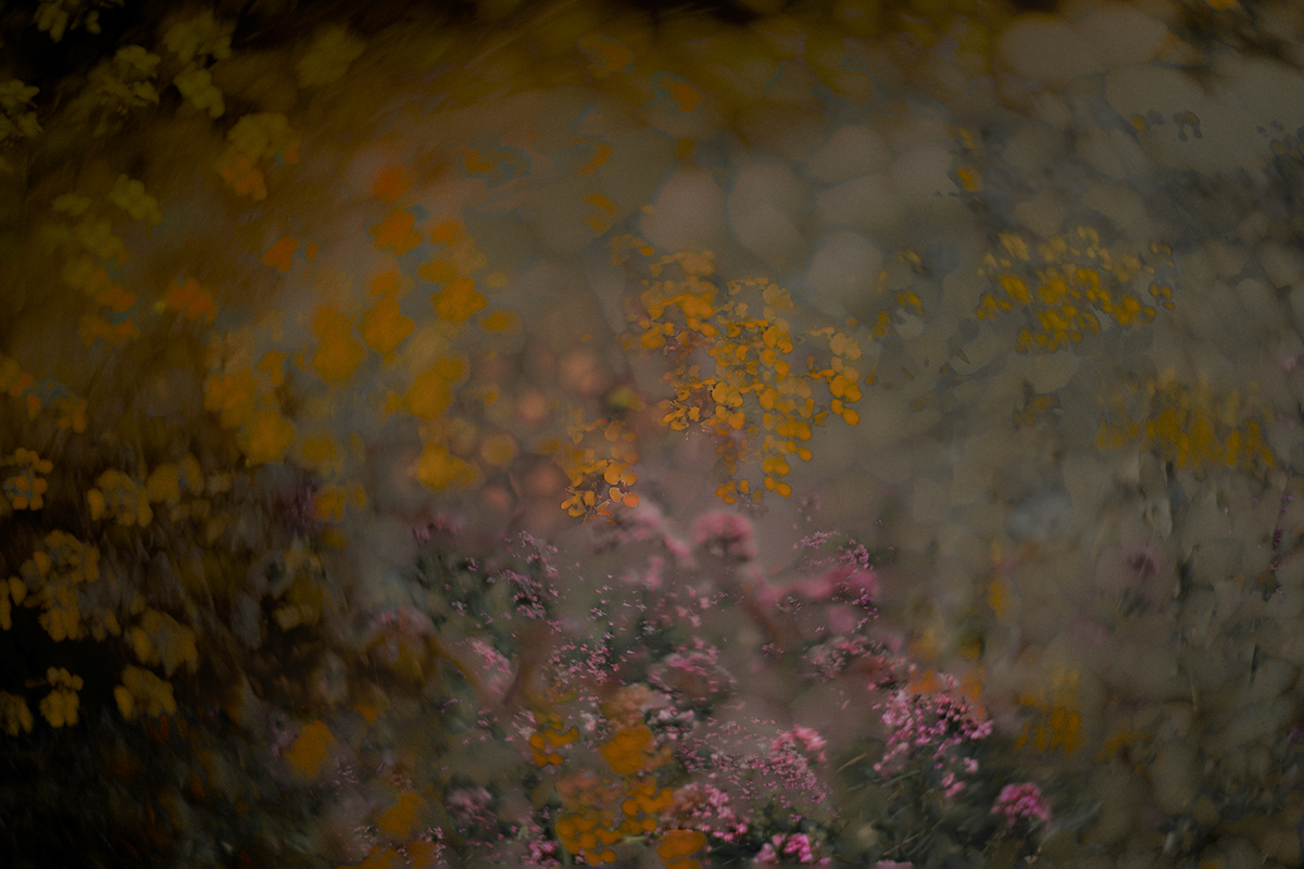Flowers meadow multiple exposure ICM intentional camera movement