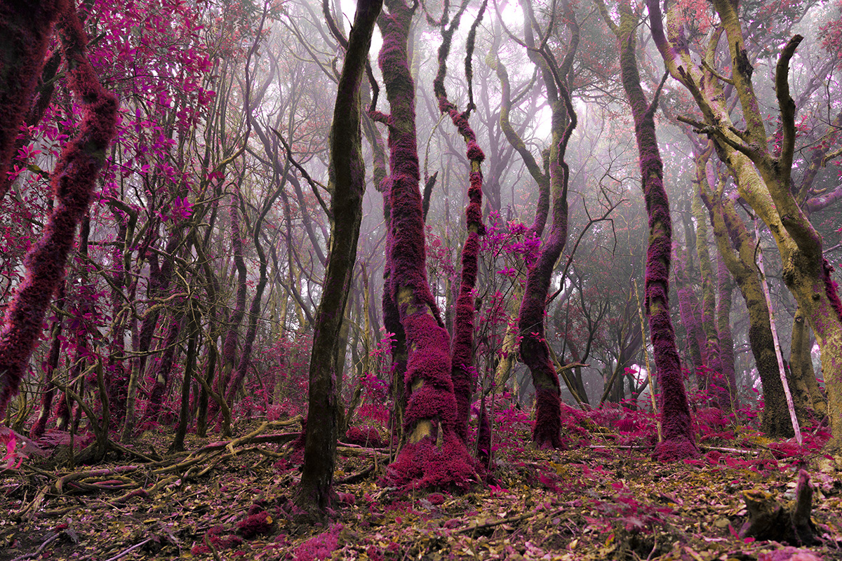 blue fog forest Landscape mist mystery Nature pink quiet red