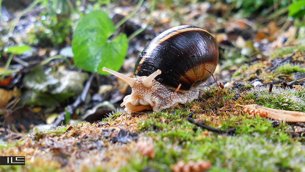 animals snail Nature