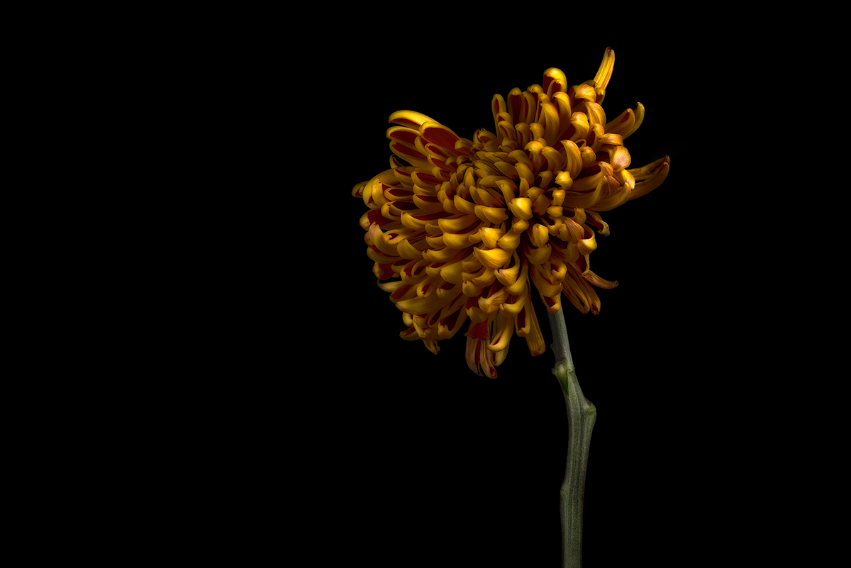 Anders Stangl Photography art Chrysanthemum close-up fine art Flora flower macro strobe studio still life