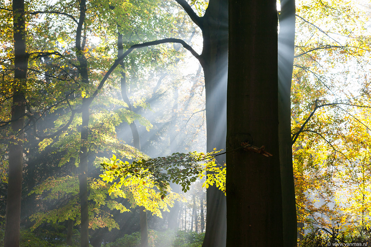 autumn leaves deer woods forest light fog