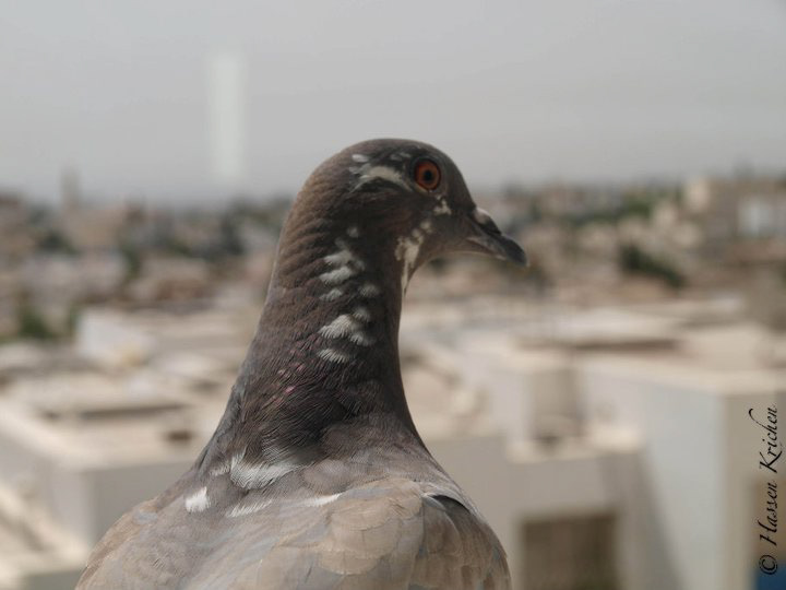 pigeon animal oiseau bird model insolite