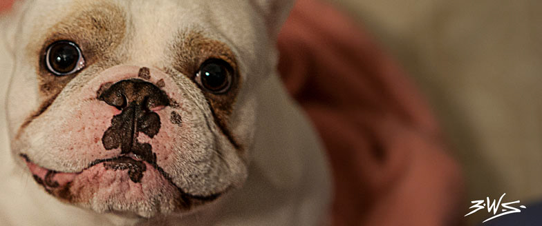 dogs  bullies  French Bulldogs pets