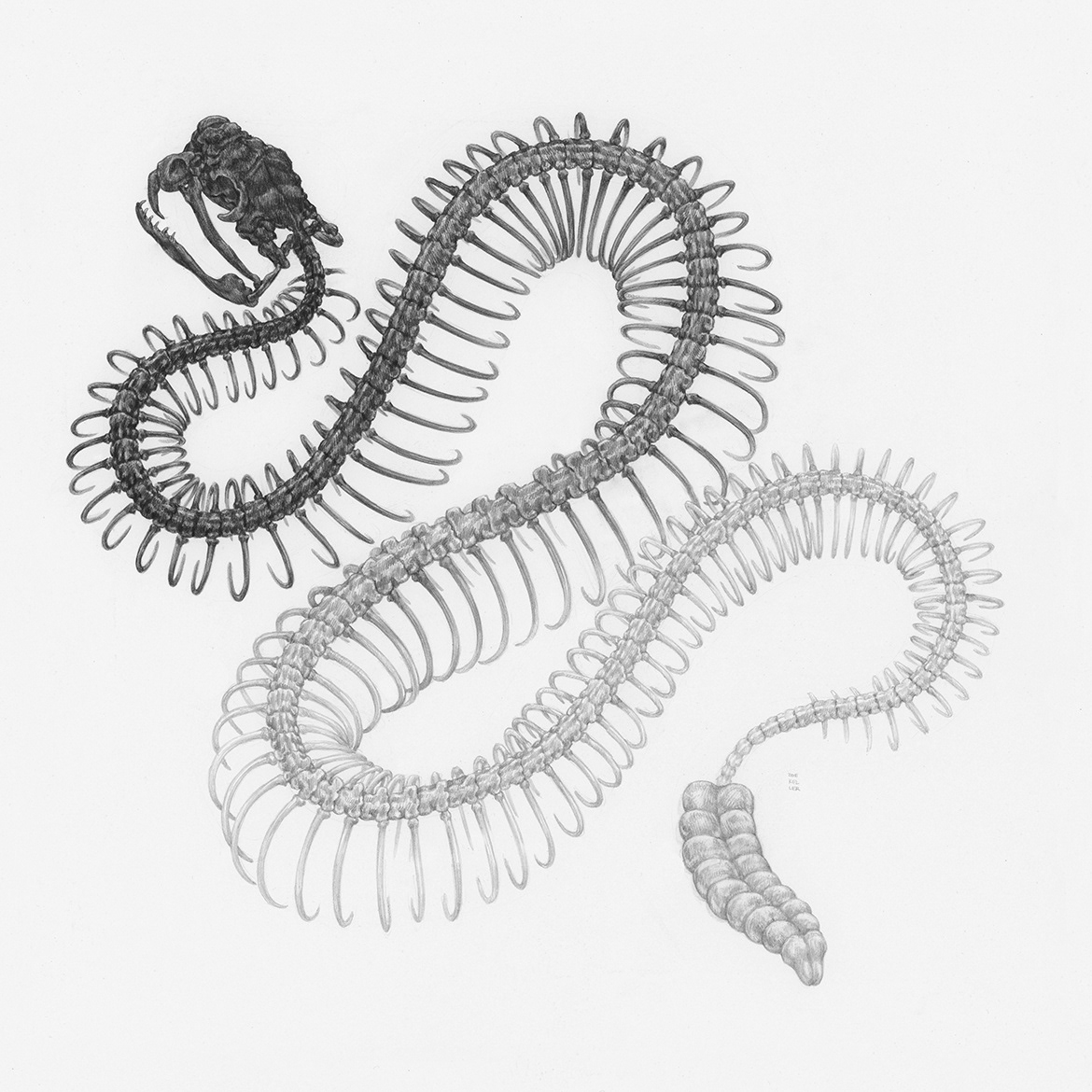 animal animals black and white detailed Drawing  greyscale Nature scientific illustration snake snakes