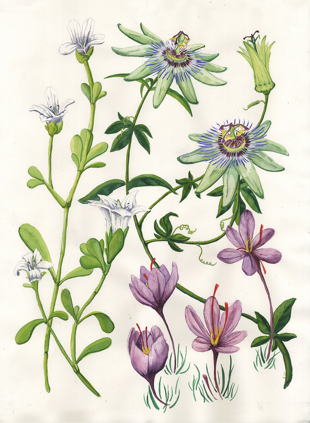 botanical botanical illustration botany Herbal Supplements passion flower bacopa saffron floral
