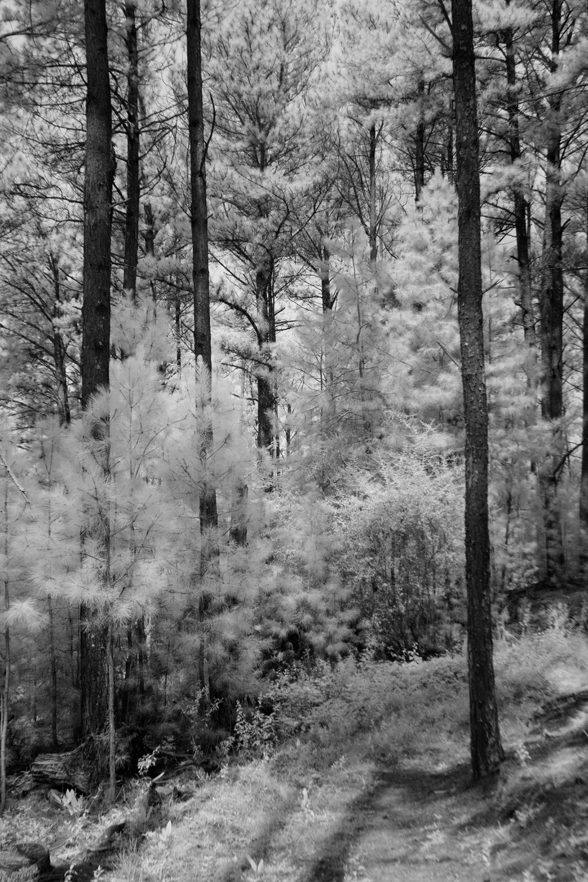Nature nature photography infrared argentina forest black and white BW photography