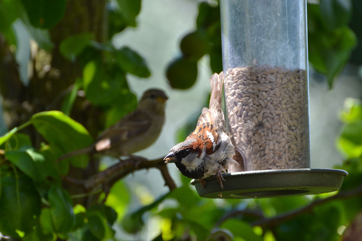 Photography  goldfinch nature photography wildlife house sparrow Labyrinth Spider Gatekeeper butterfly