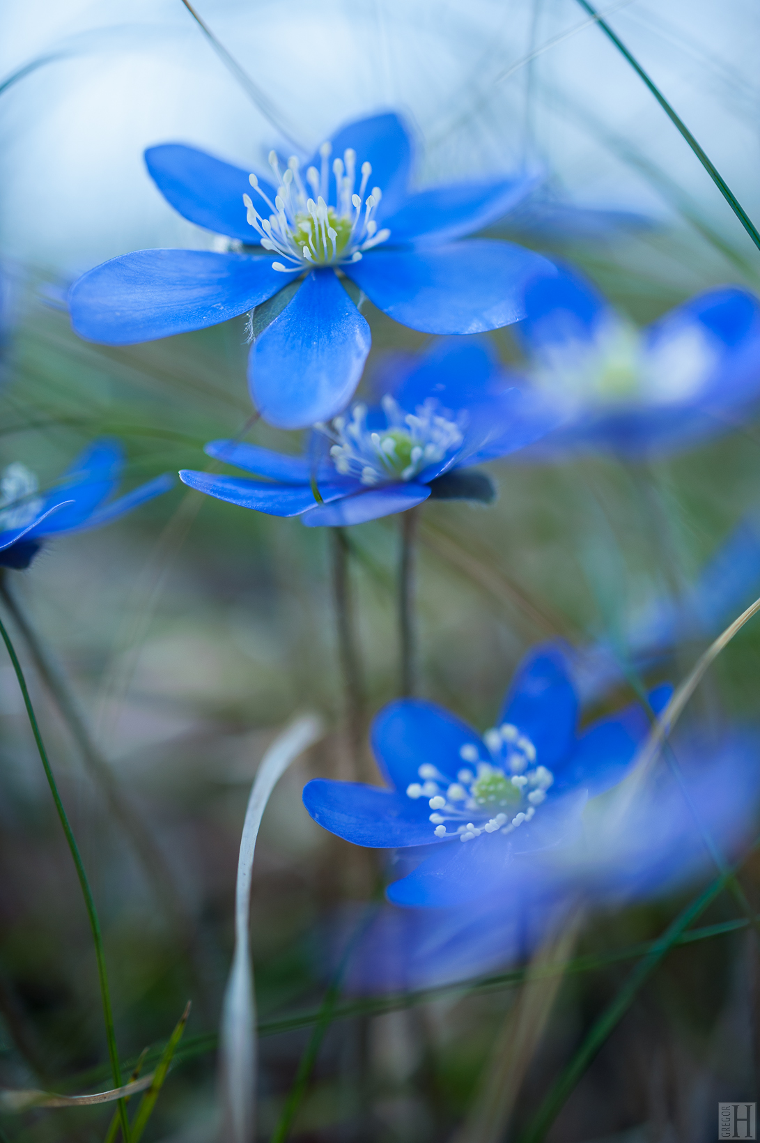 Adobe Portfolio spring Nature Flowers Easter nest liverworts blue fragility sweet