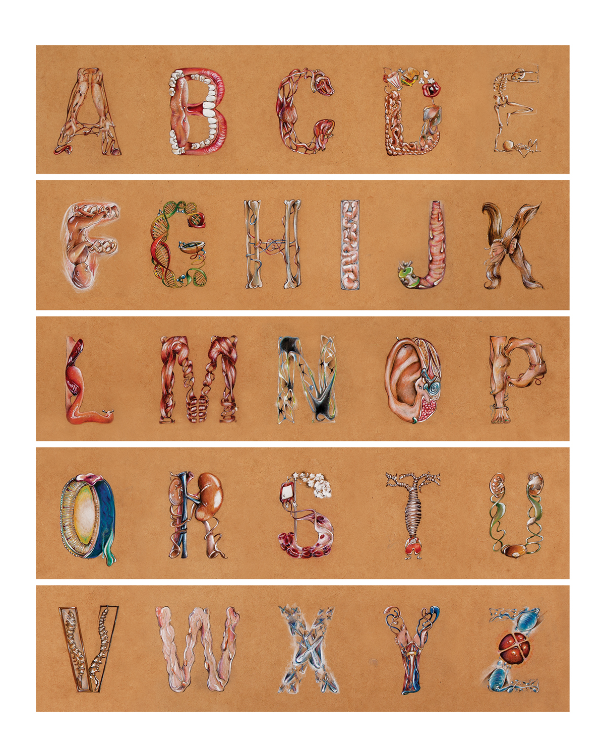 mdf color crayons gouache alphabet ABC Human Body organs Human Parts anatomy