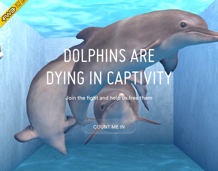 Dolphins digital sea shepherd resize browser home Captivity web gl Responsive
