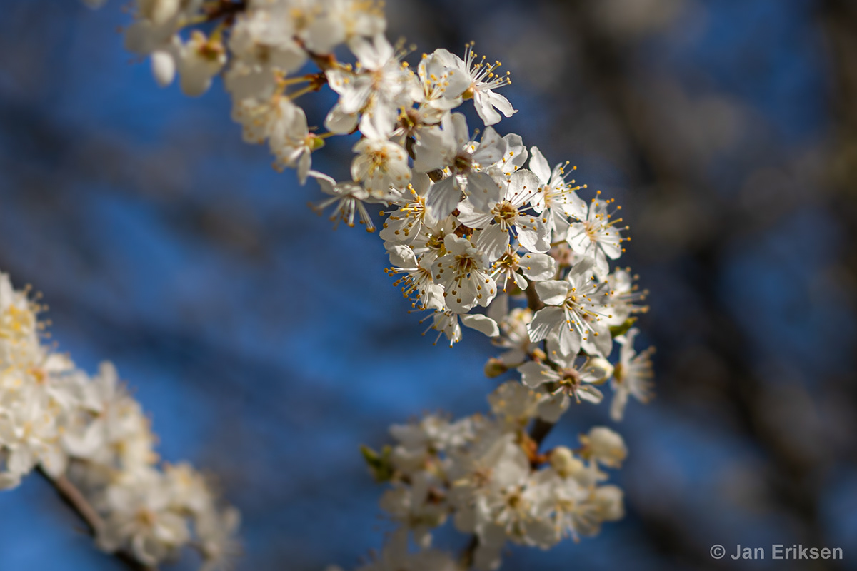 bloom blue cherry garden SKY spring Sun sunshine Tree  White