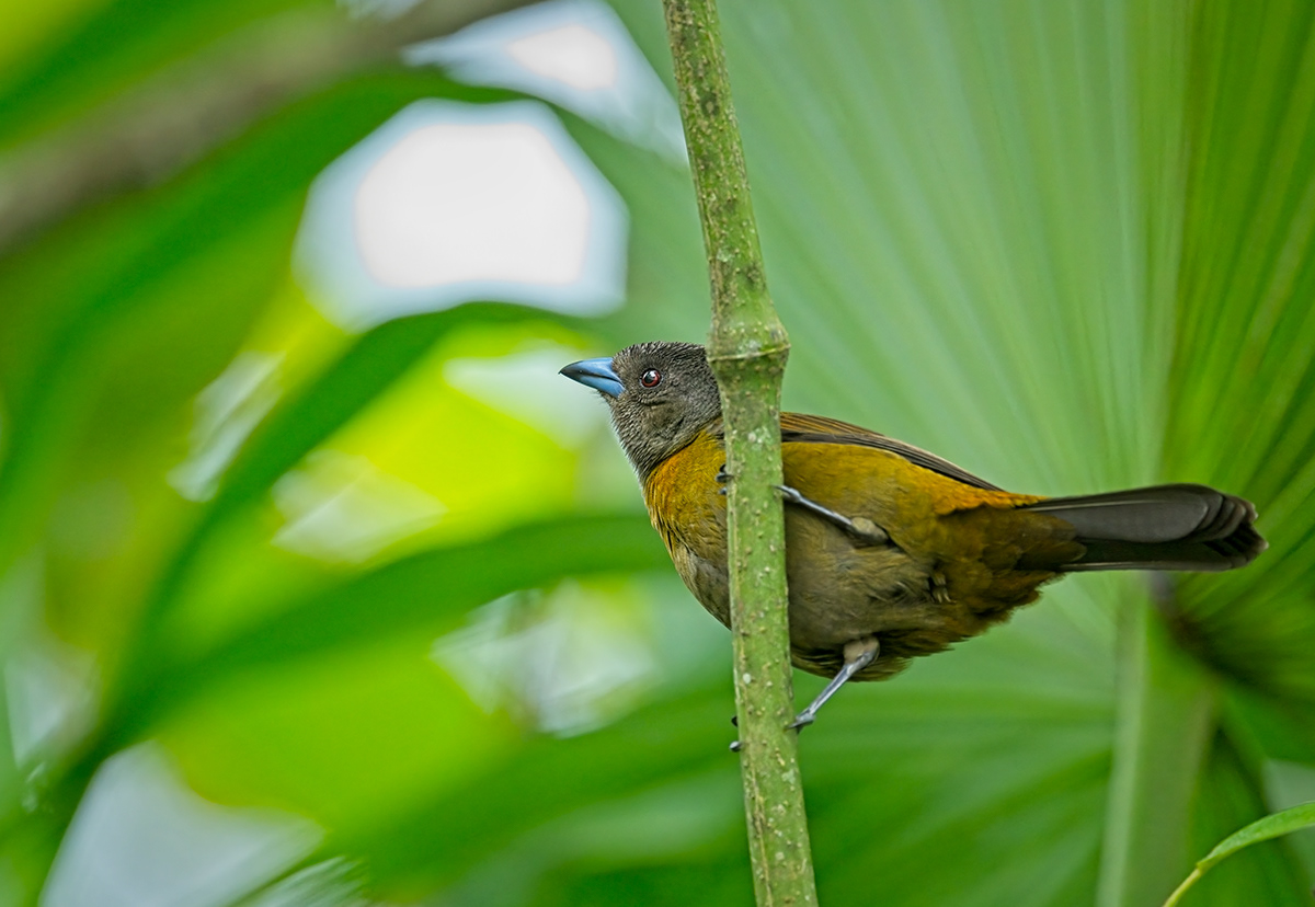 wildlife birds animals Nature Photography  foliage colour Costa Rica