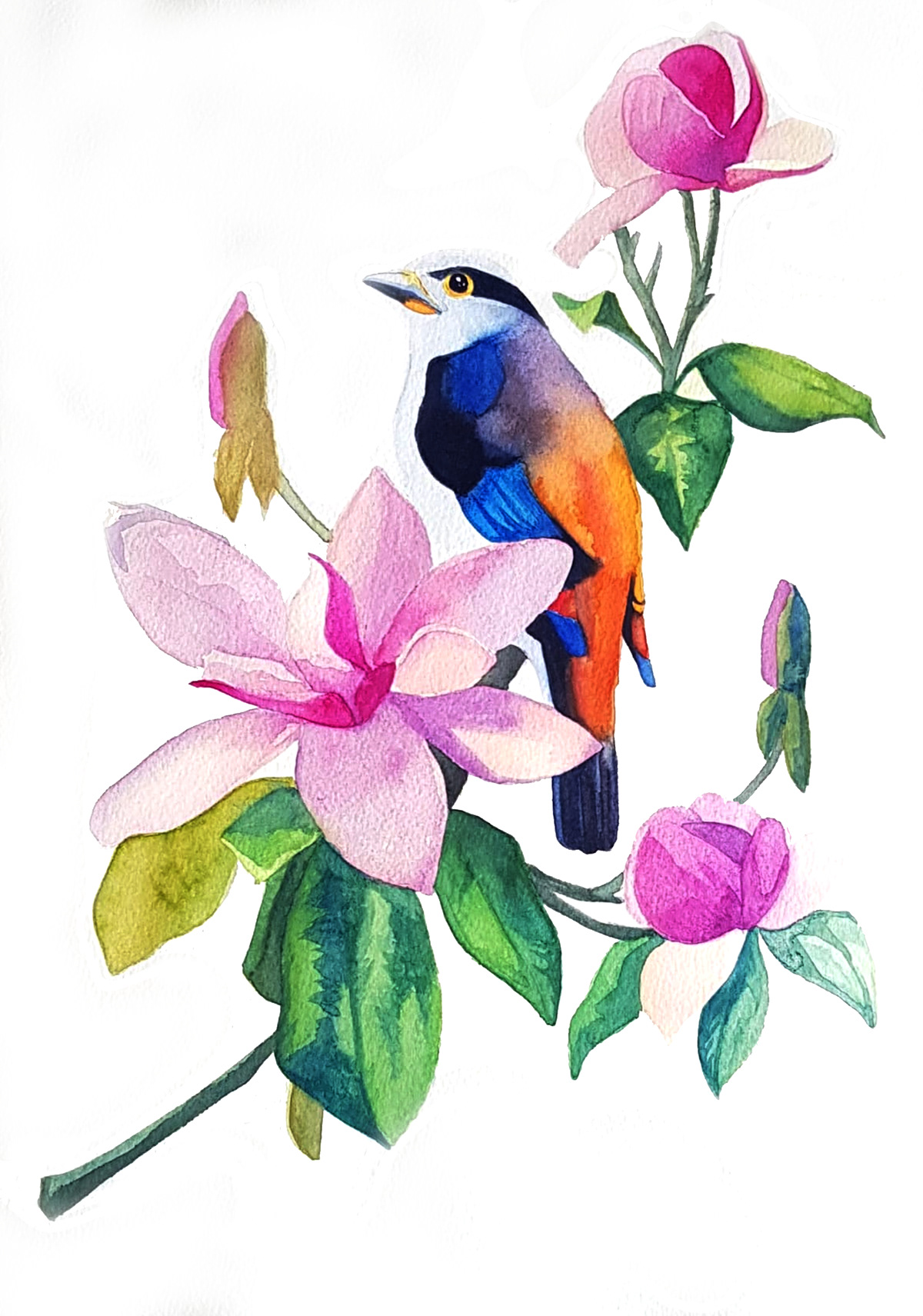 ILLUSTRATION  bird flower licensing floral animal card greetings seasonal botanical