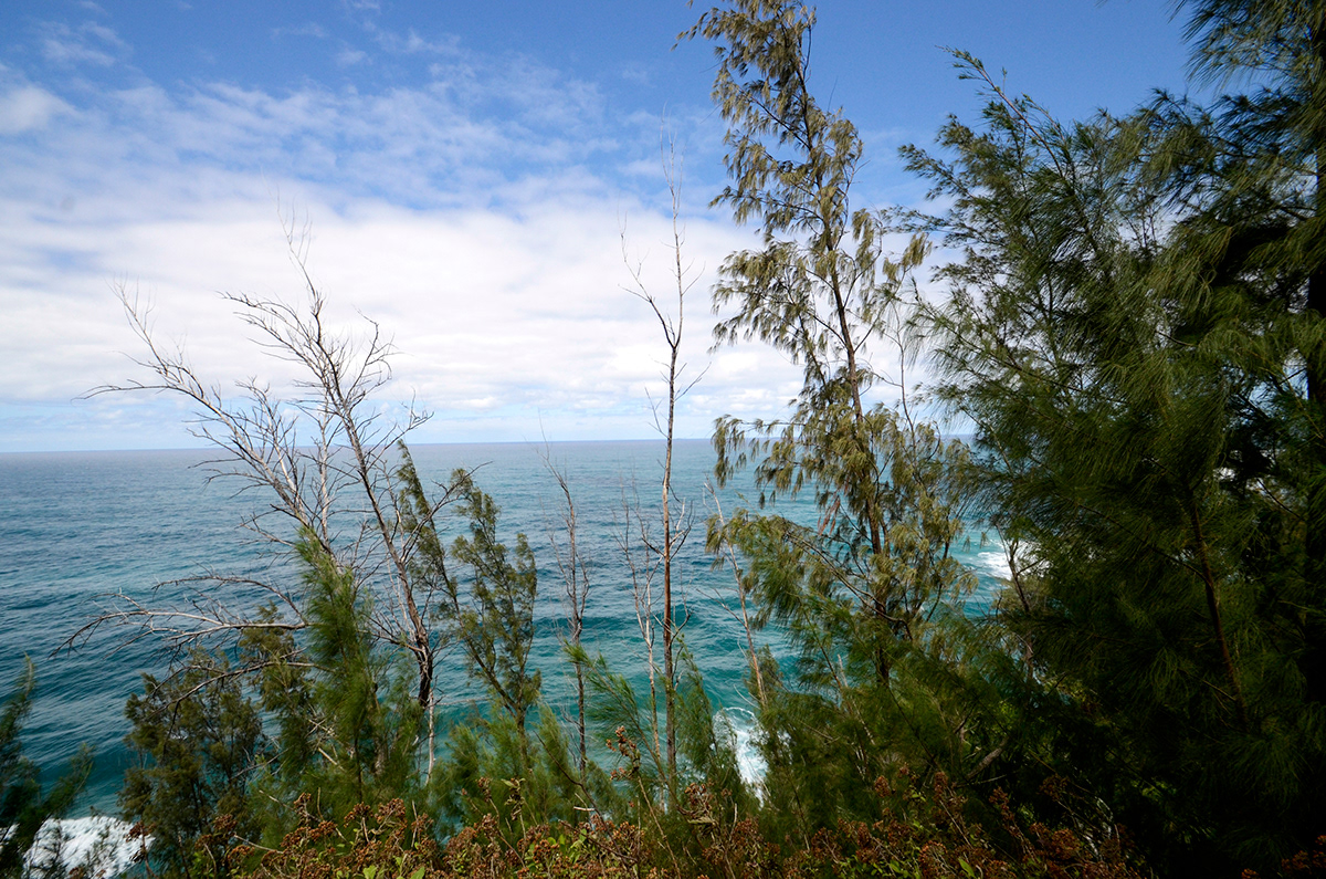 jordyn raia Landscape HAWAII Kauai Na Pali Coast green Ocean life plants Nature