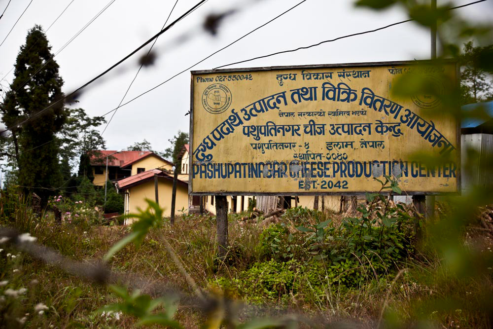 cheese makers cheese production center nepal documentation pashupatinagar Cheese Dairy cow milk tea estates damak Travel Ilam