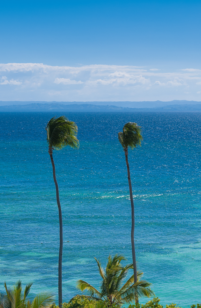 beach Coconut Palm Tree's Cayo Levantado Landscape Ocean Travel Dominican Replublic Sunny Destinatioins