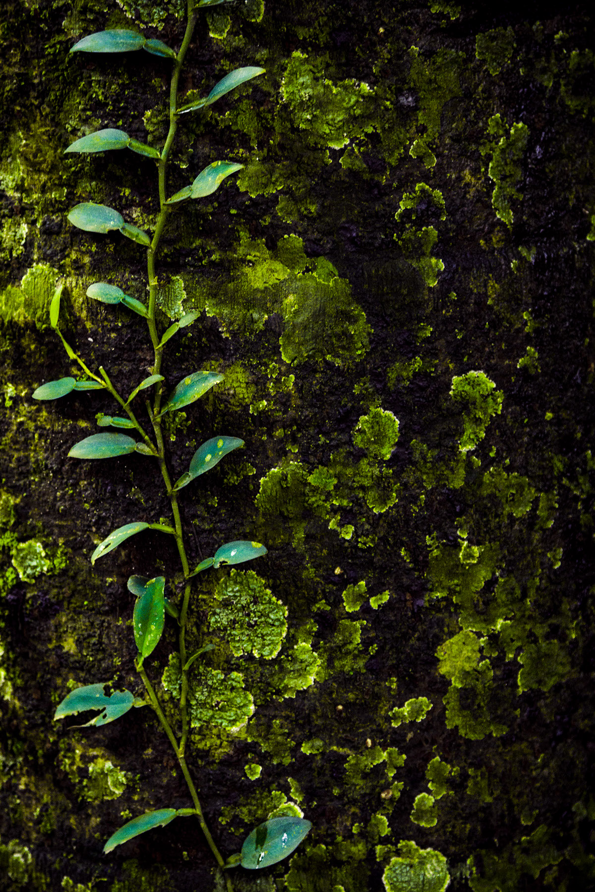 Nature  kerala Greens Piramadom India Waterfalls leaf abstract cascade Landscape