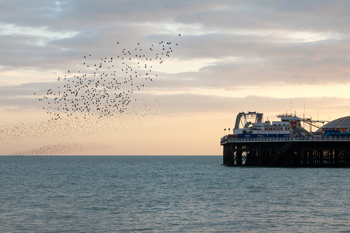 brighton pier beach starlings public art pavillion Portraiture Landmark Seaside Coast