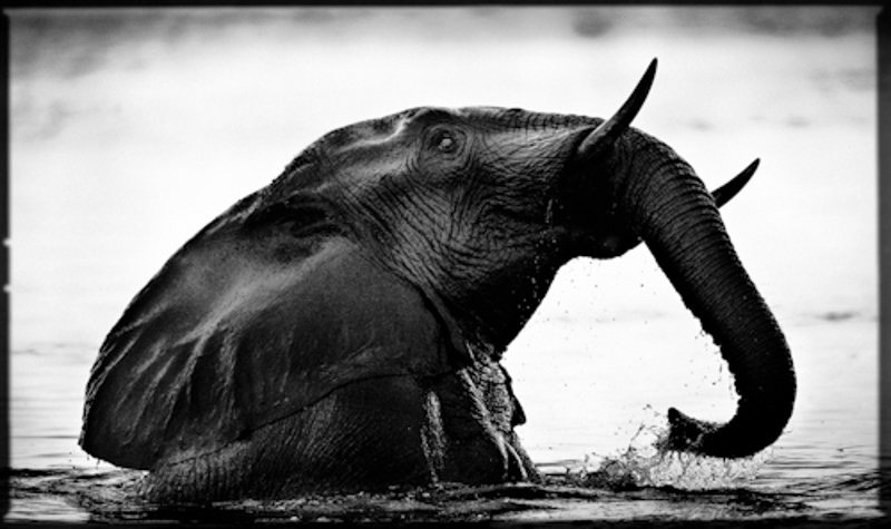 elephant africa afrique bandw n&b photo Nature wildlife