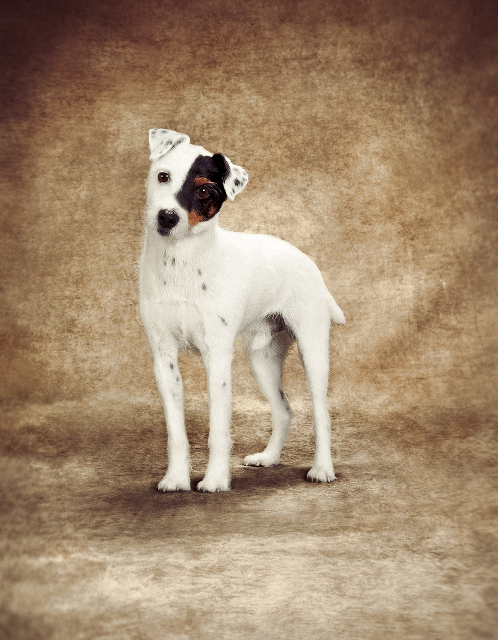 Adobe Portfolio dog Renaissance ProPlan Purina celebrities retouch animais animals animal Exhibition  dogs cachorro cão Pet