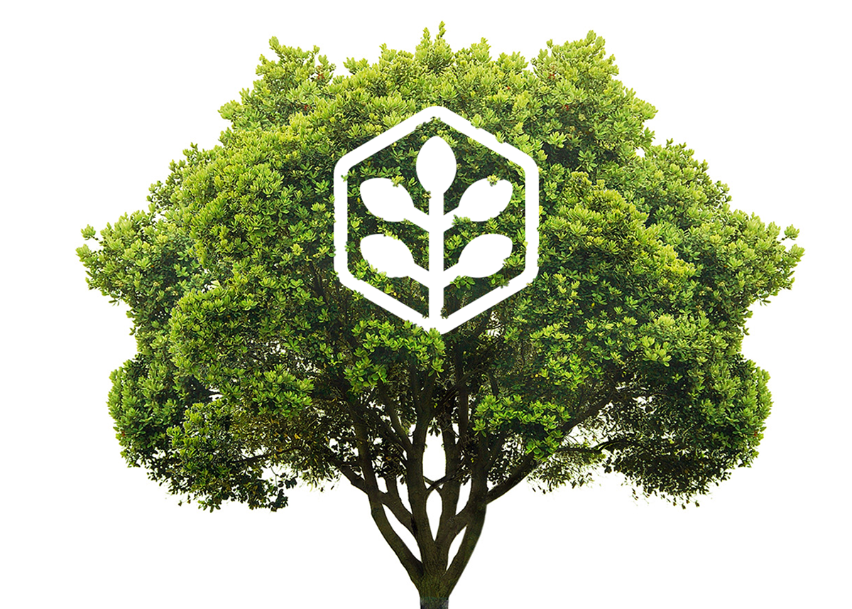 logo Tree  arbo branding  sheet graphic design  green ilya stallone company