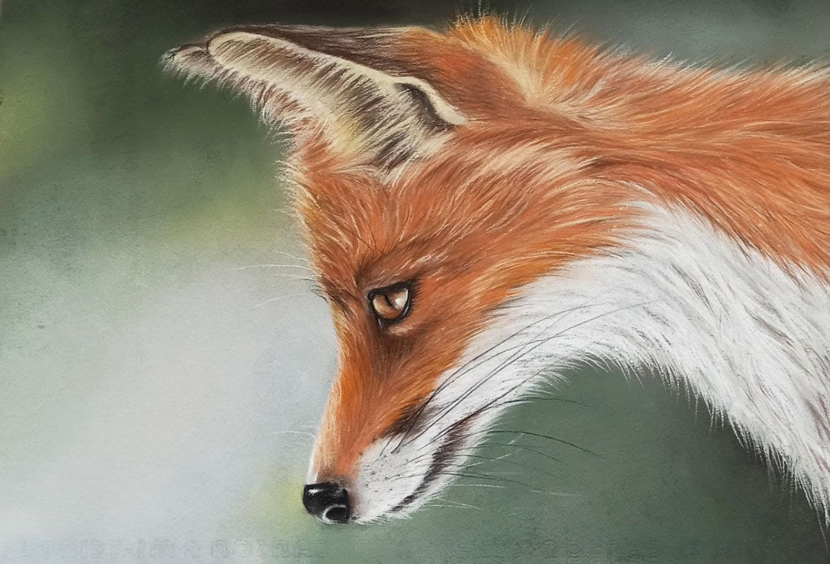 animal art FOX pastel portrait Realism