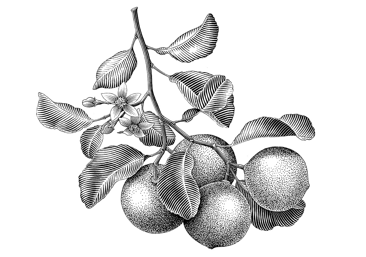 botanical ILLUSTRATION  Drawing  ink drawing Fruit Illustration engraving vintage illustration old design Engraving Illustration fruit drawings