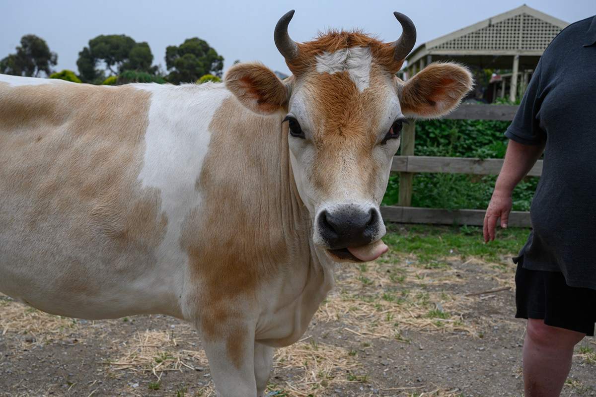 animal Anthropomorphic bull cow Highland bull Idioms puns