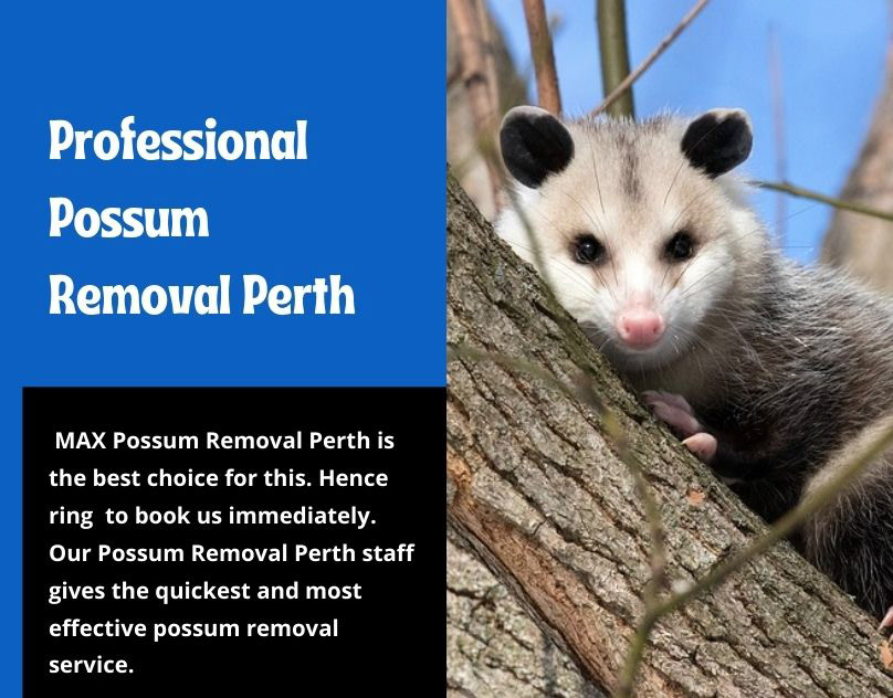 maxpestcontrolperth perth Possum Removal