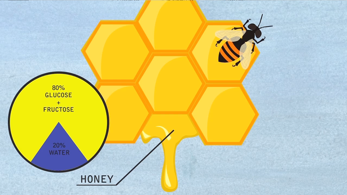 bees honey infographics Education children process