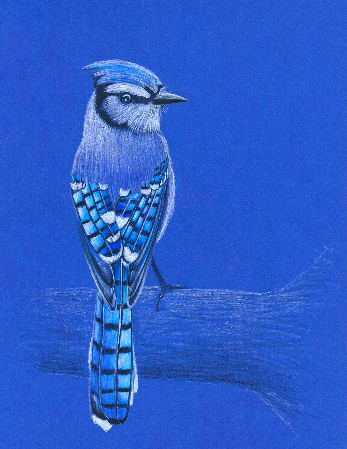 prismacolor prismacolor pencil colored pencil bird ILLUSTRATION  Drawing  artwork