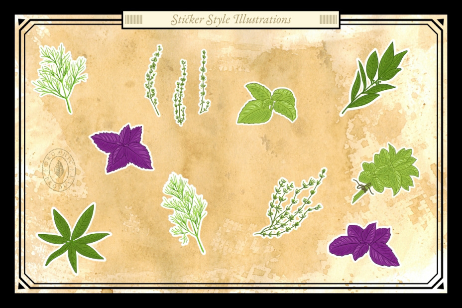 Basil design dill hand drawn herbs ILLUSTRATION  image plants spices stock