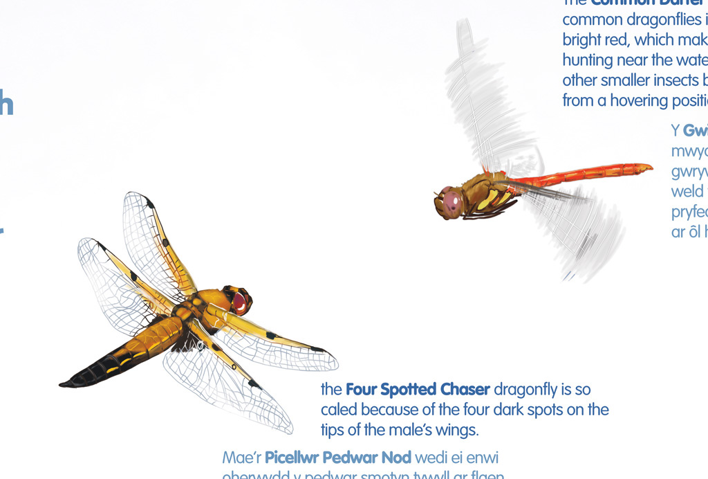 interpretation board Nature realistic digital painting bilingual Welsh educational Amphibian Insects