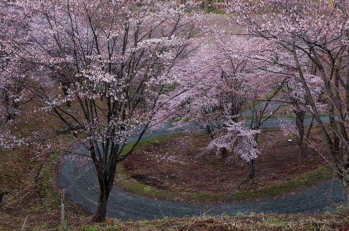 sakura japan Hokkaido photo flower Nature Landscape