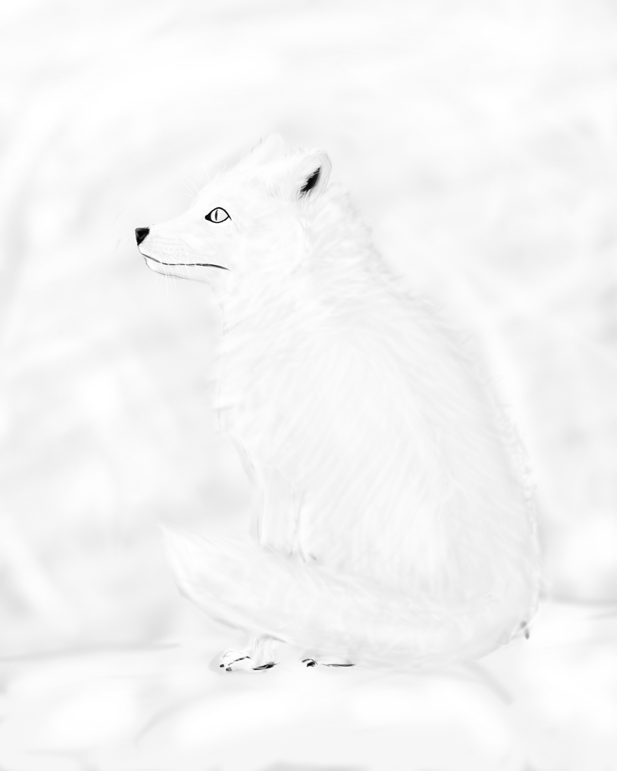 snow FOX White whiteout animal carnivore portrait dog wolf Foxy shy hidden eyes