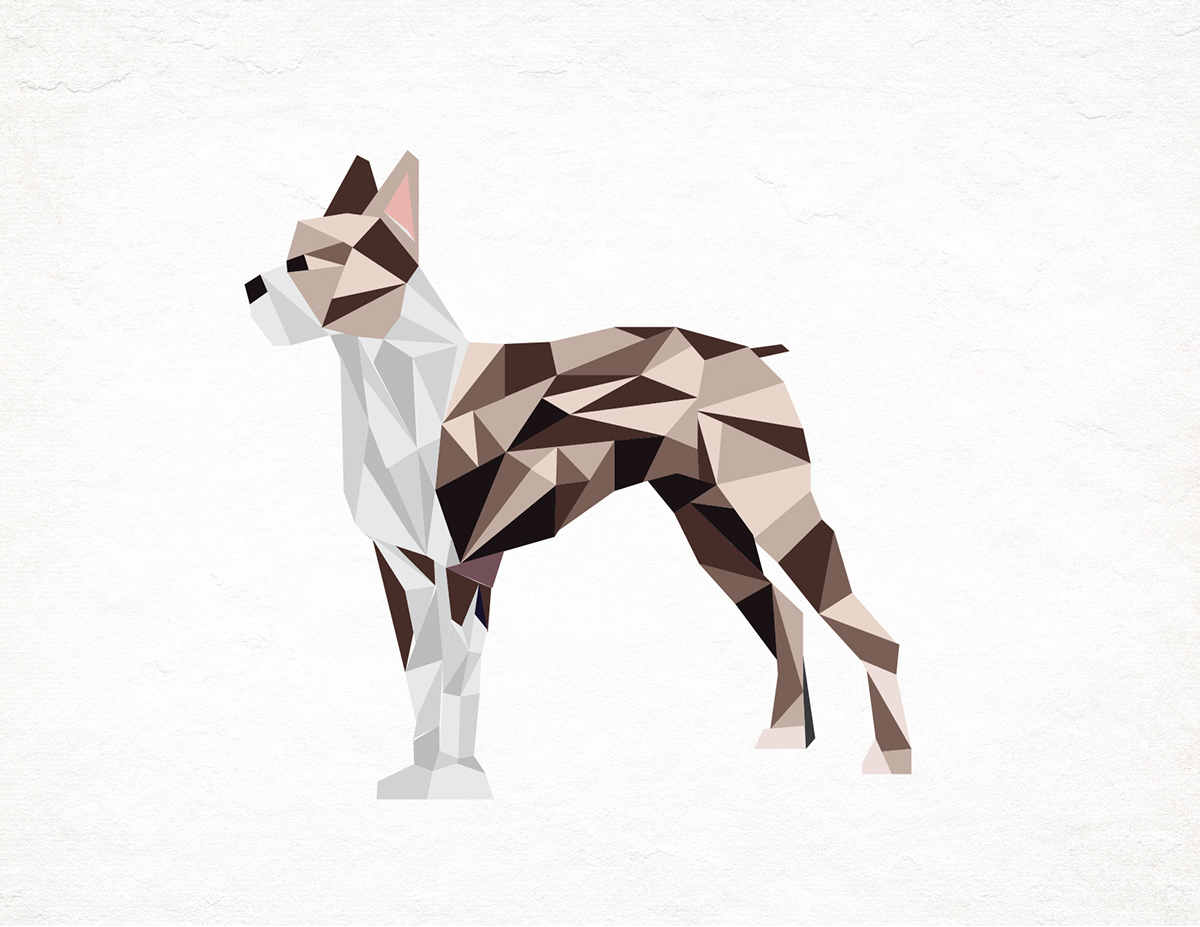 Illustrator dog boston terrier
