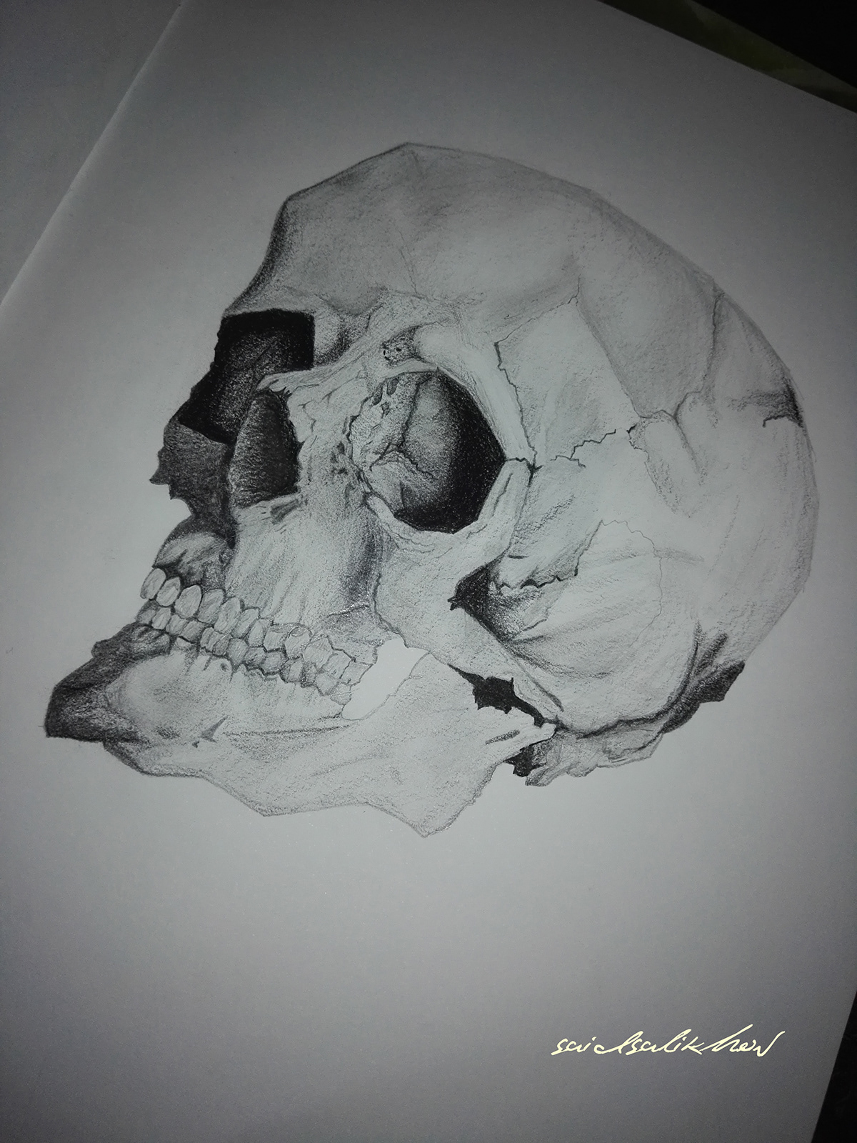 A pencil drawing of a skull