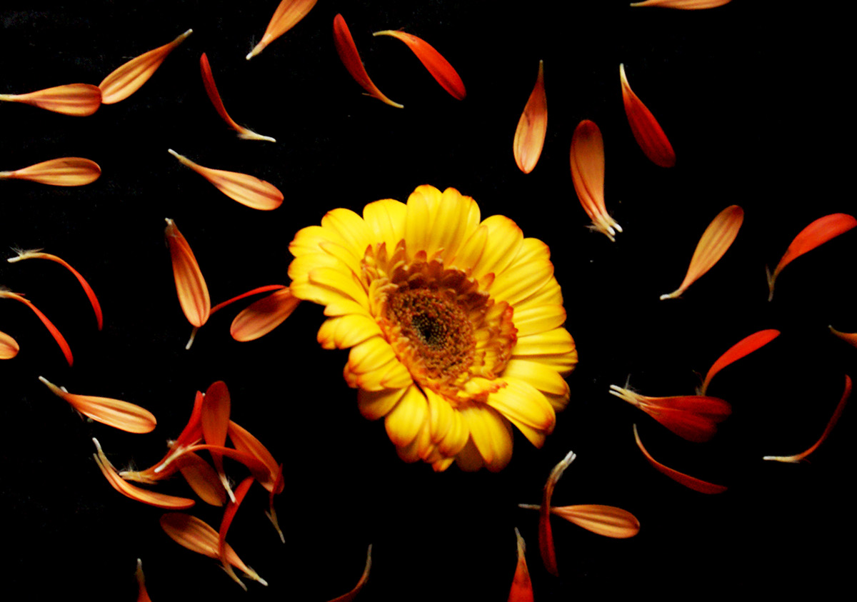 Flores Flowers inspiration photo