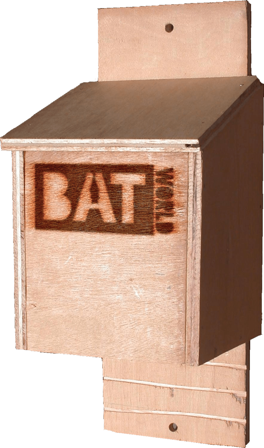 bat  bat world Bats wildlife sanctuary  rescue