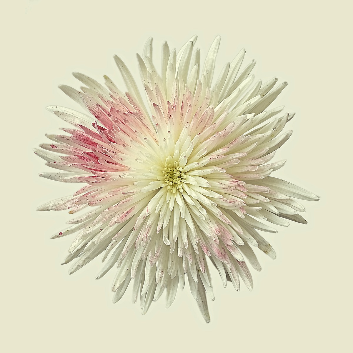 Flowers blossoms summer Chrysanthemum Thistle