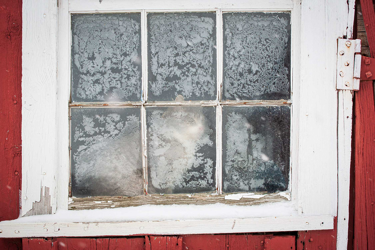 barn cat in frosty window