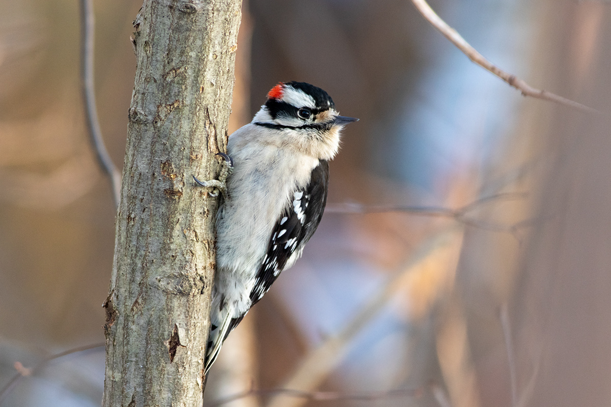 bird Nature wildlife winter woodpecker woods