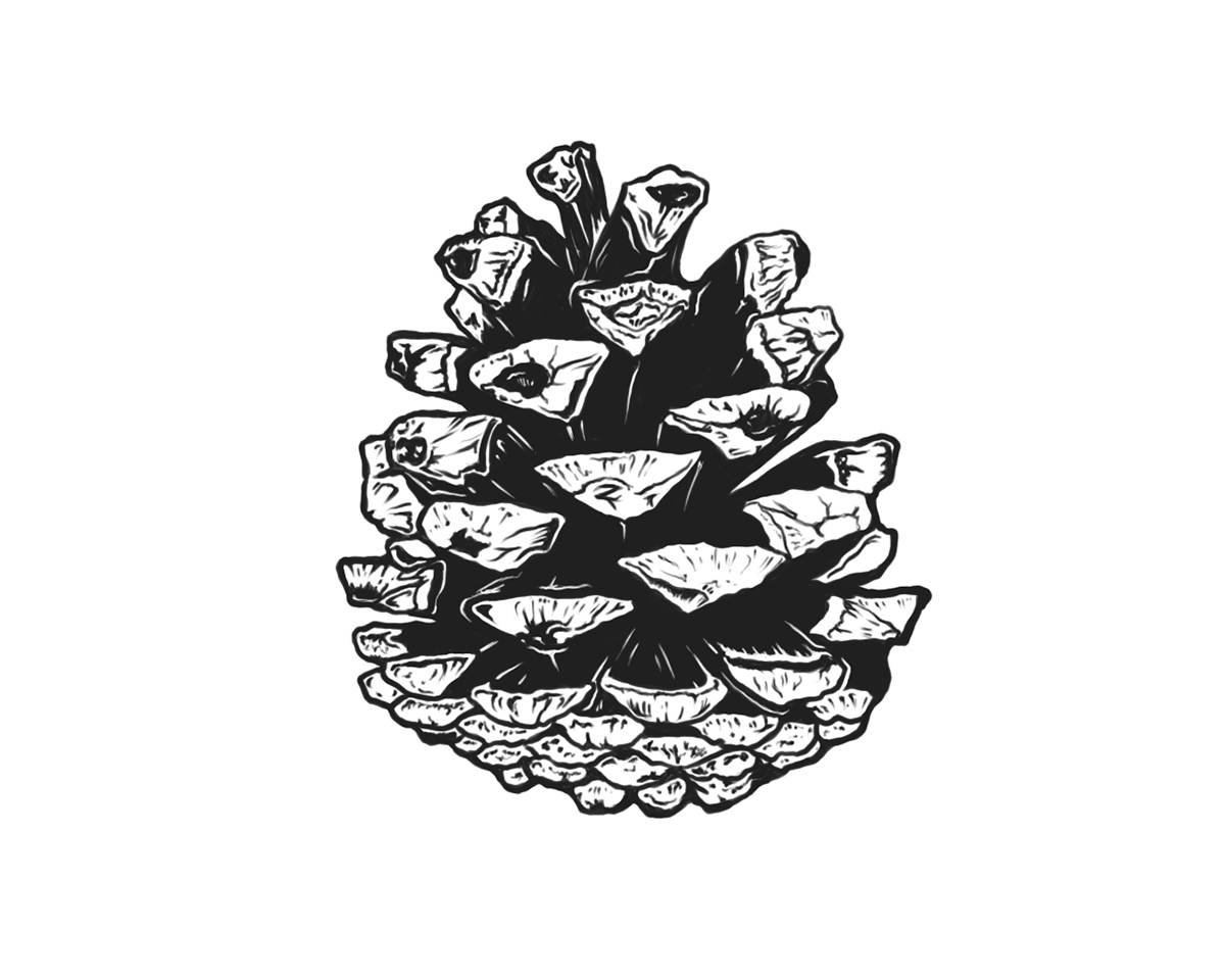 cone spruce pine