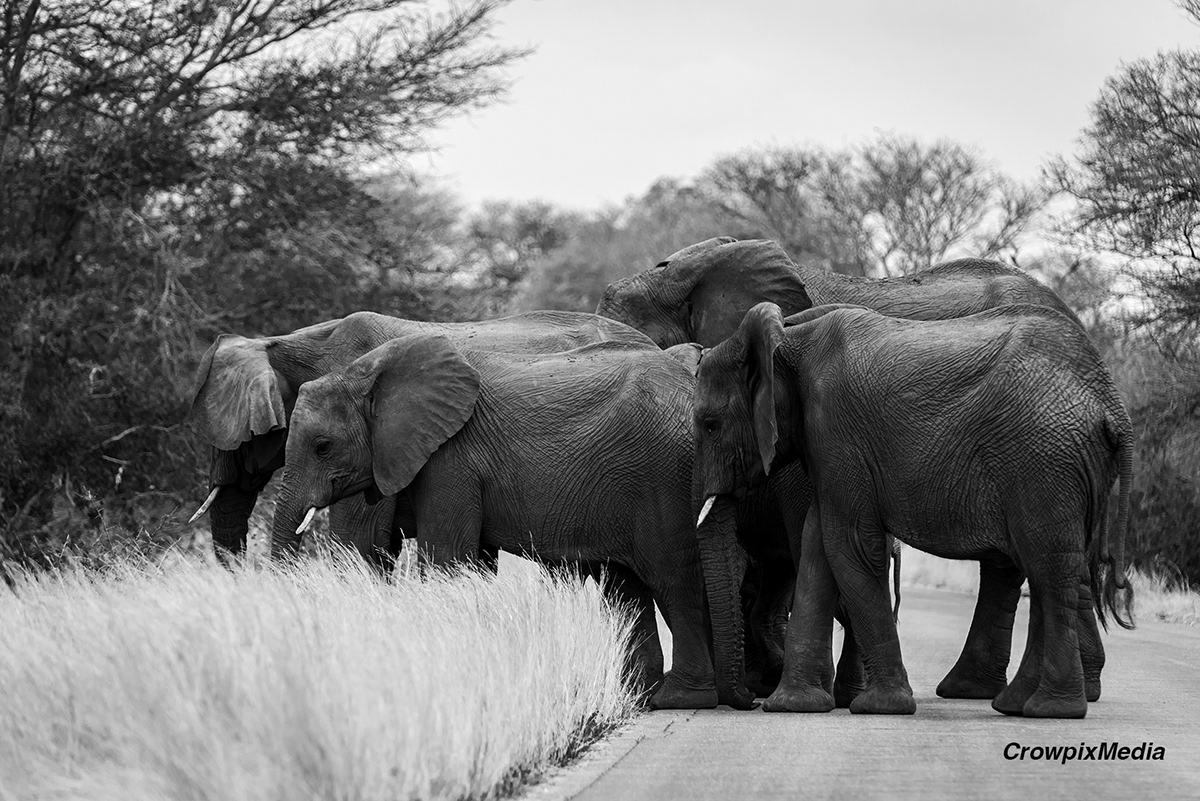 Adobe Portfolio conservation elephant Photography  south africa wildlife